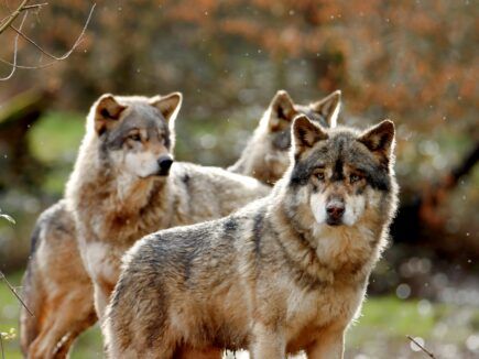 Les loups du Massif central