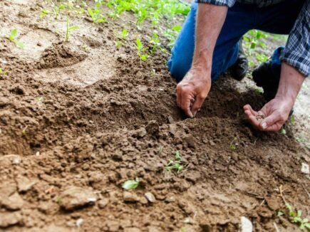 AU JARDIN : Laissez le charme agir