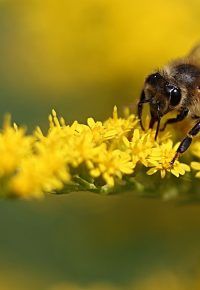 Sortie découverte « pollinisations, le point de vue des plantes. »