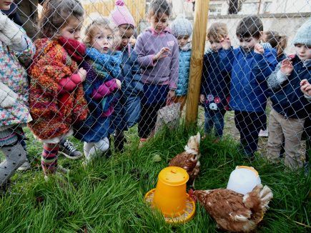 Les poules, le maire et l&rsquo;école maternelle