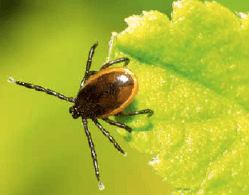 La maladie de Lyme