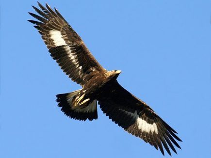 La voie toltèque  : le 5ème accord
