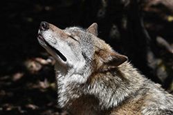 LE RETOUR DU LOUP