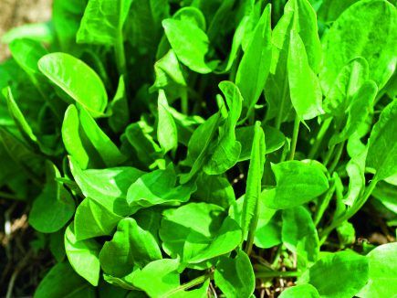 Plante sauvage : L’oseille