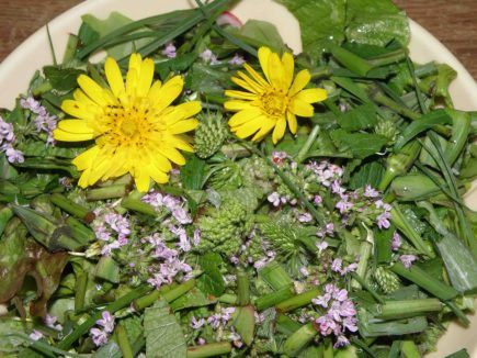 PLANTES SAUVAGES La myrrhe odorante