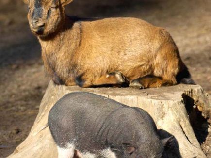 PEA, comme Plan Epargne Animal