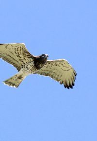 Passereaux et rapaces de la vallée de L’ Aubépin