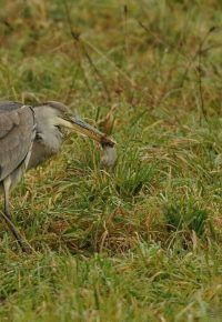 Oiseaux et libellules de la Sauvetat