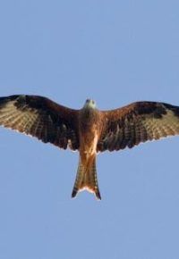Les oiseaux des environs d’Alleyrac