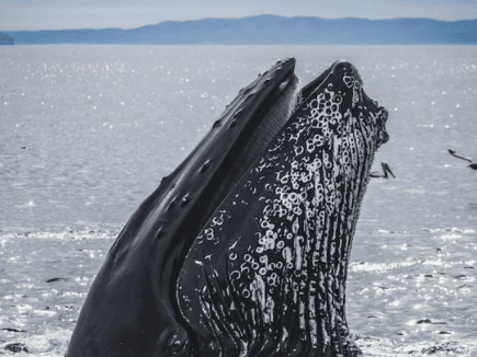 Biodiversité depuis les fonds marins