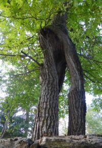 ARBO ETUDE – JOURNEES D&rsquo;EXPERTISE ARBORICOLE ORNEMENTALE JARDIN ET PARC
