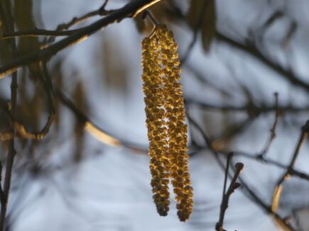 Cueillette hivernale : Le noisetier 