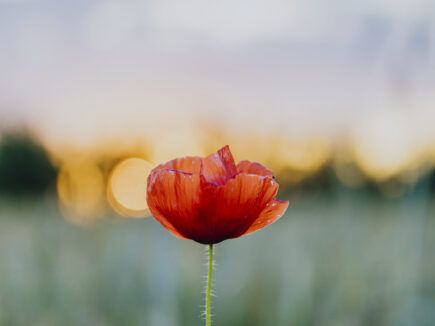 le COQUELICOT