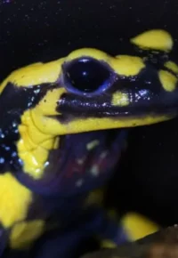 À la découverte des amphibiens et autres créatures nocturnes