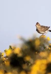 Journée Plumes, Fleurs, Musique