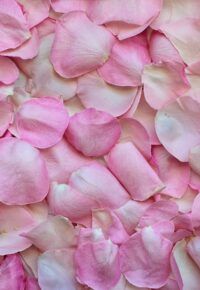 Fête des roses
