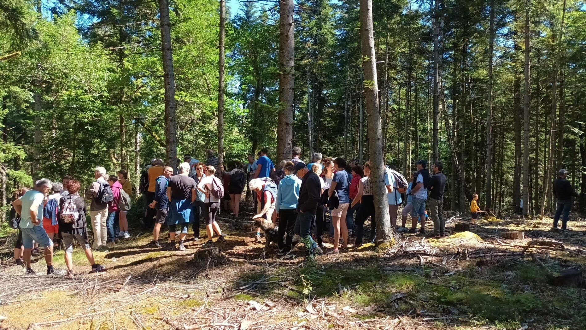 bois de bramad 2