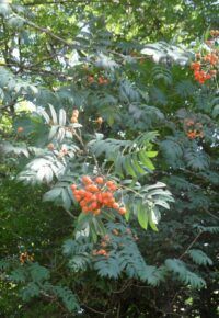 Les fruits