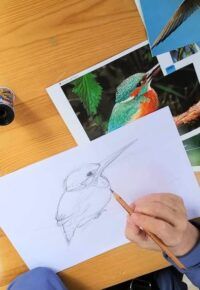 Dessinons les oiseaux de nos régions
