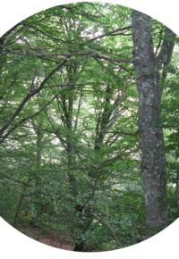 balade nature « Ambiances forestières au Mont Mouchet »