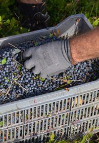 MARCHE DE LA MYRTILLE SAUVAGE