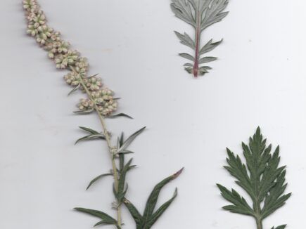 L’ARMOISE commune, l&rsquo;Herbe des Femmes