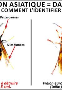 Réunion d&rsquo;information lutte contre le frelon asiatique