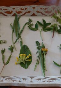 Balade botanique