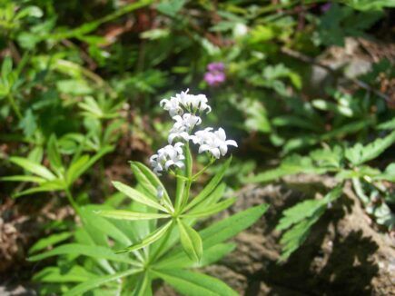 L&rsquo;ASPERULE ODORANTE