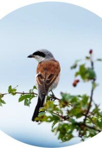 Balade nature autour de Saint-Haon  »  Les oiseaux protégés en Europe, dans le Haut-Allier « 