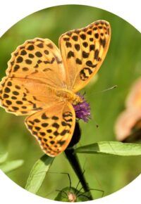 Balade «  le monde des insectes » autour de Lavoute-Chilhac.