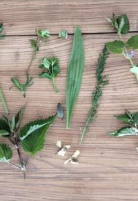 Cueillette et Cuisine de plantes sauvages