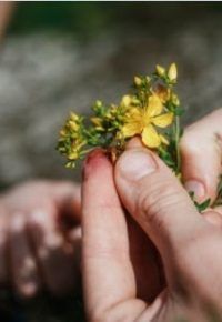 Cueillir, cuisiner et se soigner avec les plantes sauvages