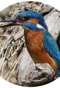 Les Oiseaux des milieux aquatiques du Haut-Allier