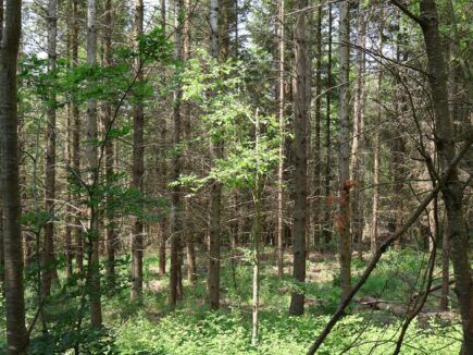 Ils sauvent une forêt                       en Haute-Loire