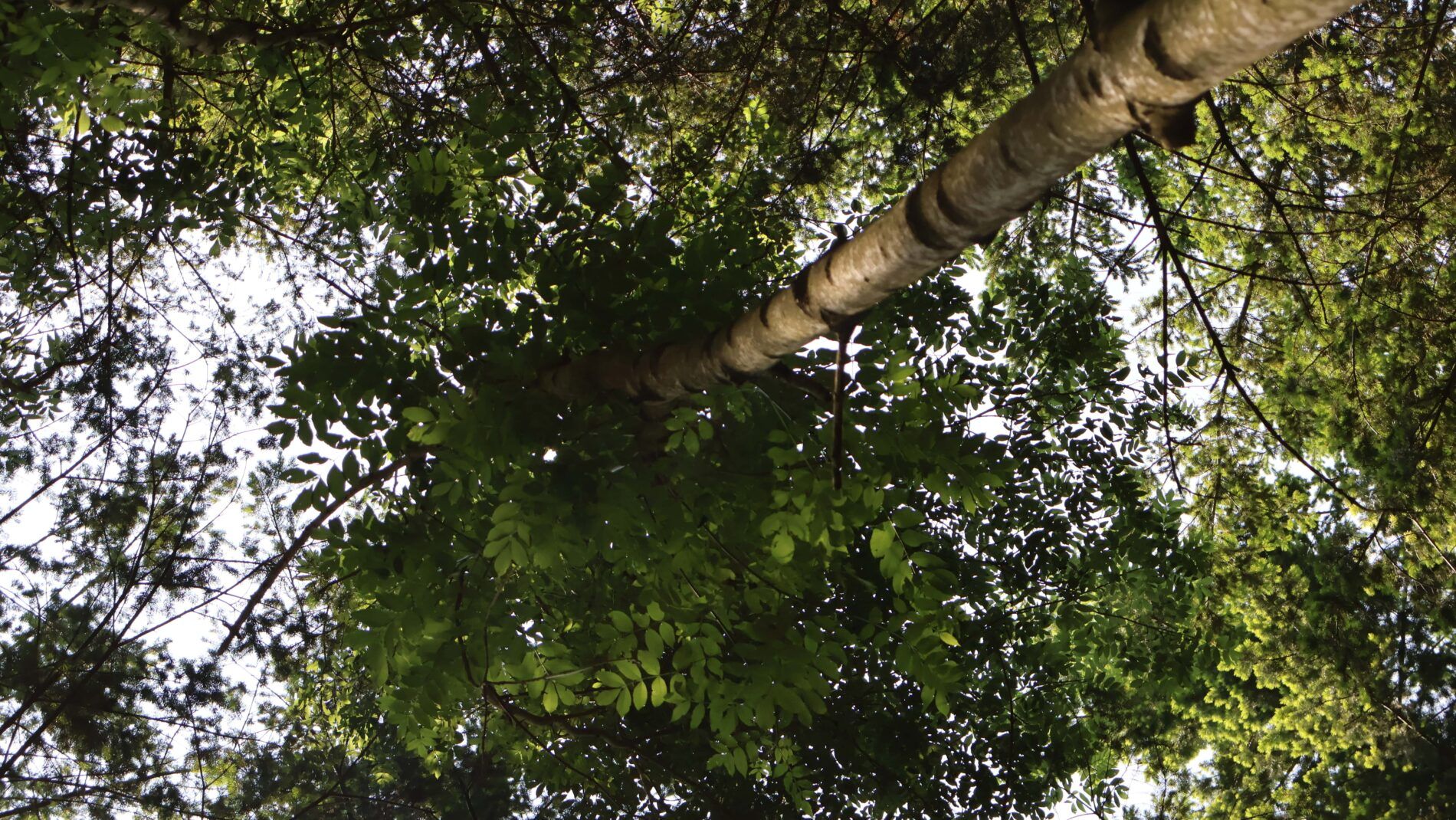 forets des sucs haute loire