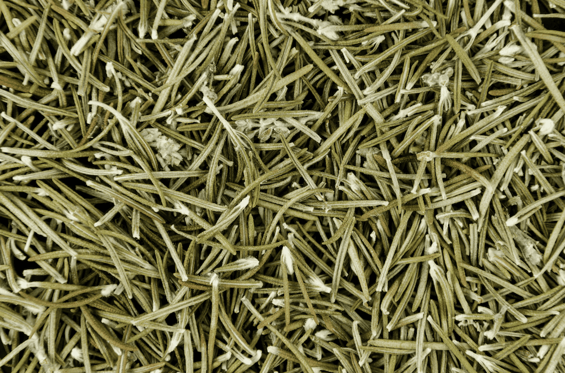 feuille d'estragon plante sauvage
