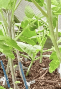 Les rendez-vous « Jardins tournants » avec Et pourquoi pas : greffe de tomates et chantier patates