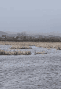 balade découverte des oiseaux au lac de Freycenet