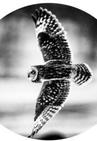 EXPOSITION « EPURES SAUVAGES », PHOTOGRAPHIES DE VINCENT RILLARDON