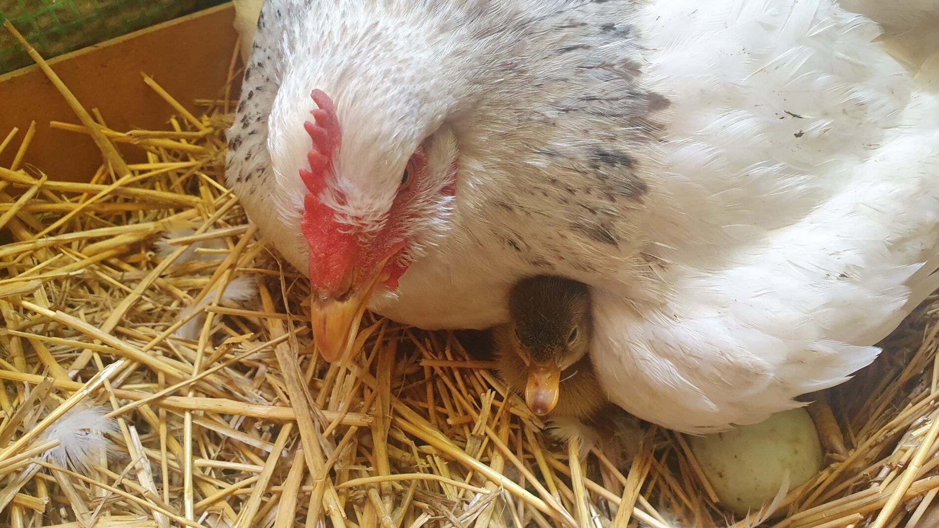 Coopération poule et cane