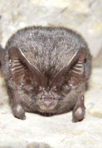 QUE SONT LES CHAUVES SOURIS  ?