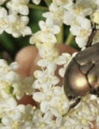 Découverte des plantes sauvages & insectes