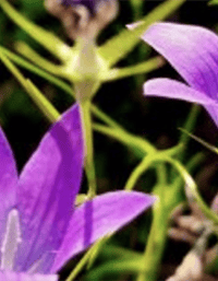 « Goûter le paysage » : découverte des plantes sauvages et dégustation