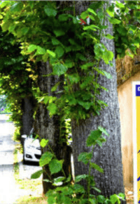 SAUVONS LES ARBRES DE MONISTROL !