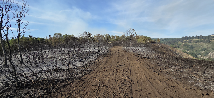 Forêt après l'incendie