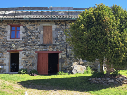 Un buis centenaire