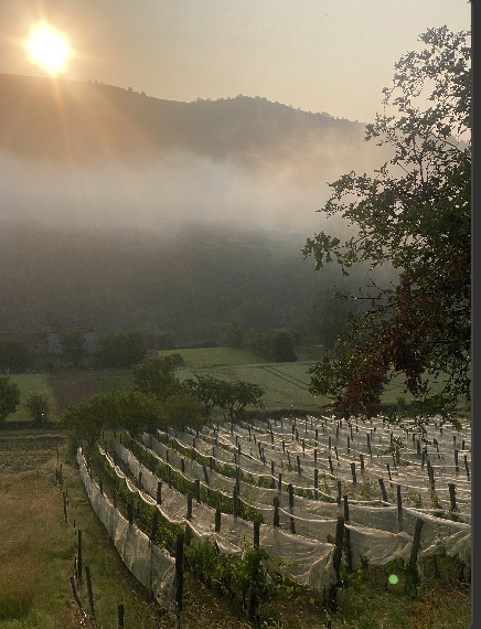 Domaine Auvat