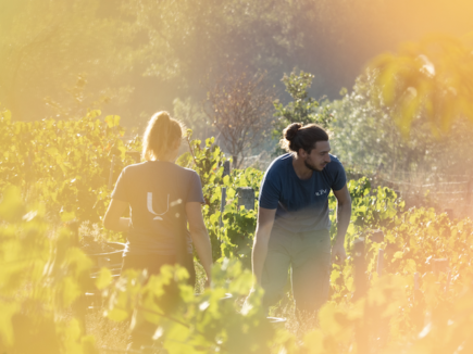 ressusciter des vignes
