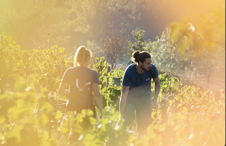Ressusciter des vignes